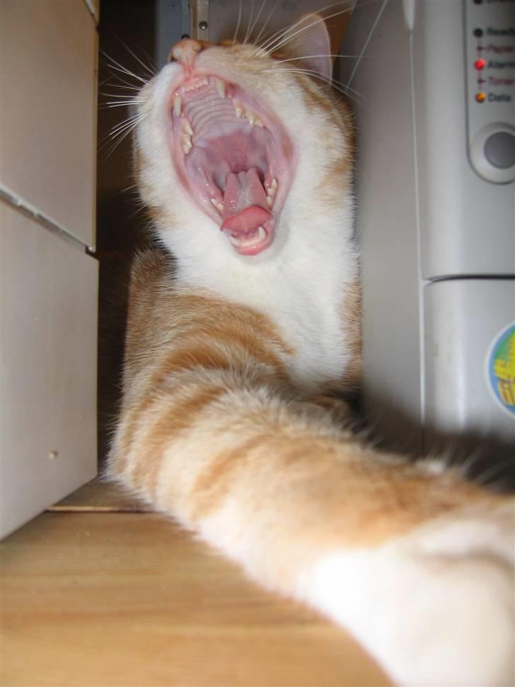 Huskat Elmer billede 9