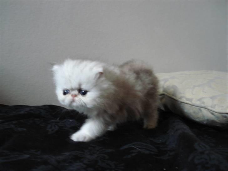 Perser Pinje Fharina billede 2