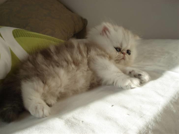 Perser Pinje Fharina billede 4