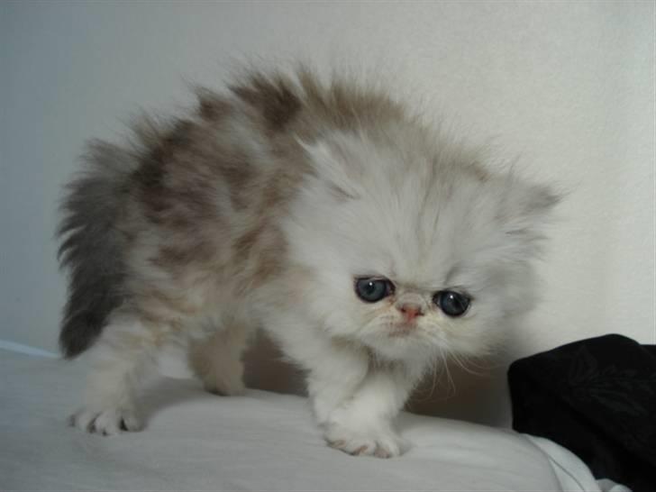 Perser Pinje Fharina billede 6