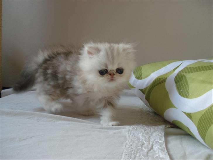 Perser Pinje Fharina billede 7