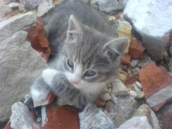 Huskat Toddi - er jeg ikke nuser <3 billede 1