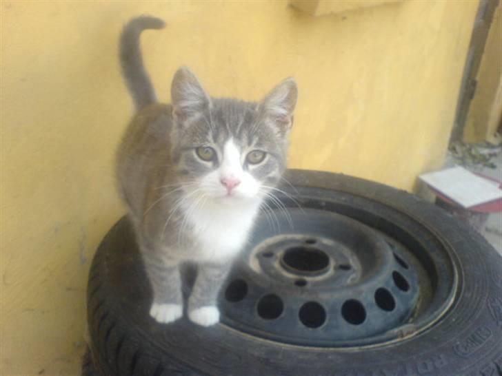 Huskat Toddi - tager du mig ikke op <3 billede 2