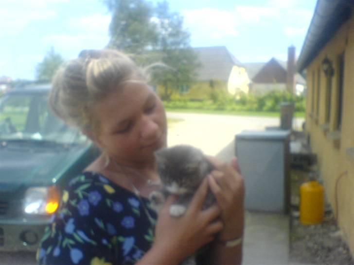 Huskat Toddi billede 3