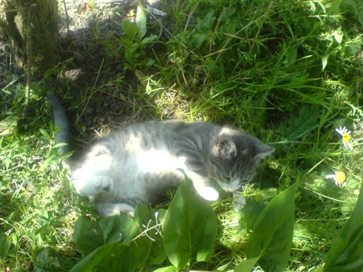 Huskat Toddi - >Gemmeleg <3 kan du se mig  billede 4