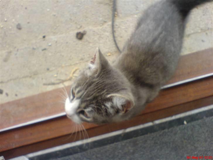 Huskat Toddi - hej alle sammen  billede 5