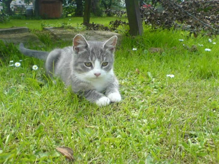 Huskat Toddi - Jeg er en tiger på spring <3 billede 6