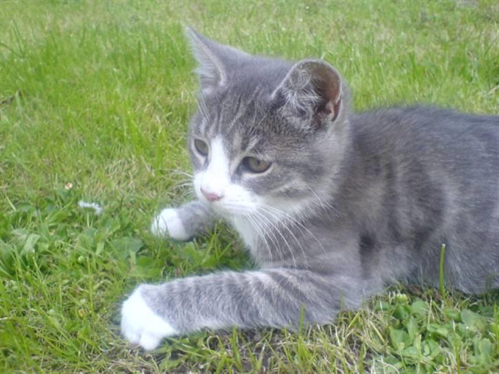 Huskat Toddi billede 7