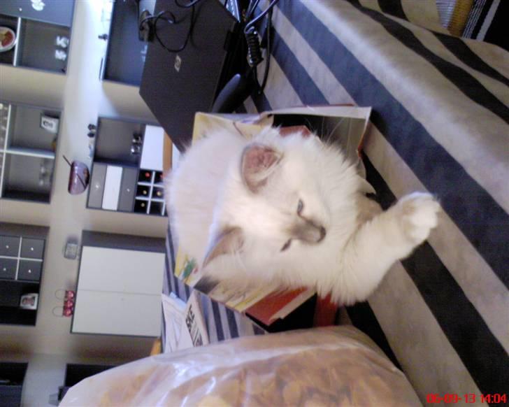 Hellig Birma cemba billede 1