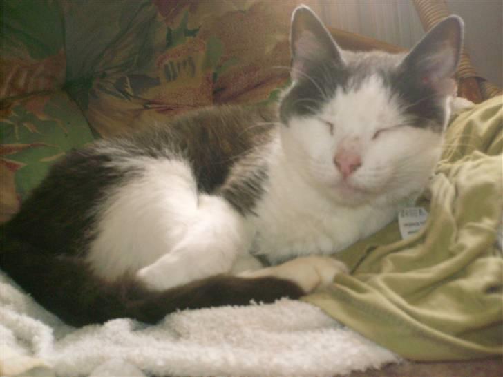 Huskat frk. Arthur <3 - ZZZZzzzz...  billede 15