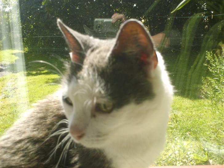 Huskat frk. Arthur <3 - smukke mis q:  billede 17