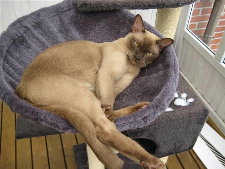 Burmeser Y- Vega of magicat - Vega 9 mdr. gammel billede 3