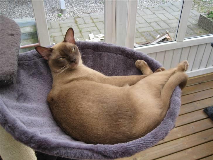 Burmeser Y- Vega of magicat - Vega 9 mdr. gammel billede 4