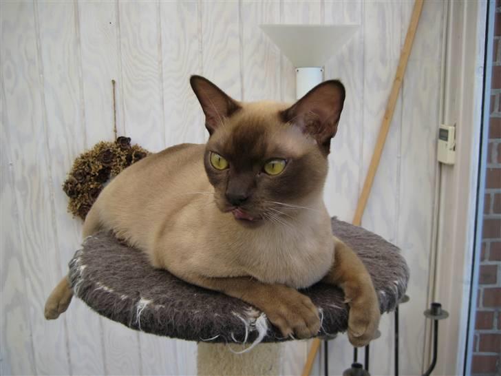 Burmeser Y- Vega of magicat - Vega 9 mdr. gammel billede 5