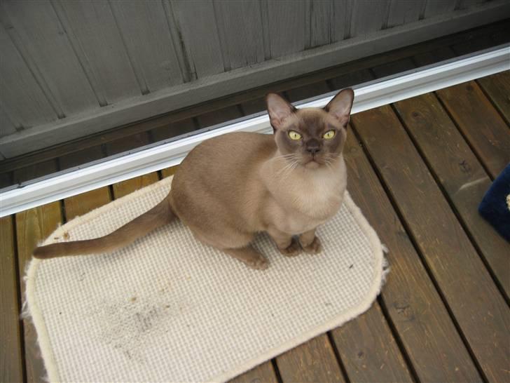 Burmeser Y- Vega of magicat - Vega 9 mdr. gammel billede 6