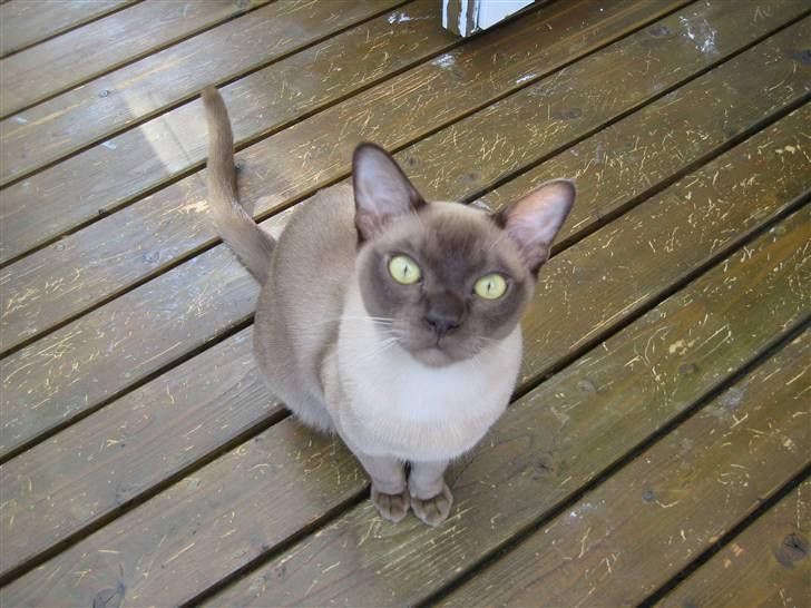 Burmeser Y- Vega of magicat - Vega 9 mdr. gammel billede 7