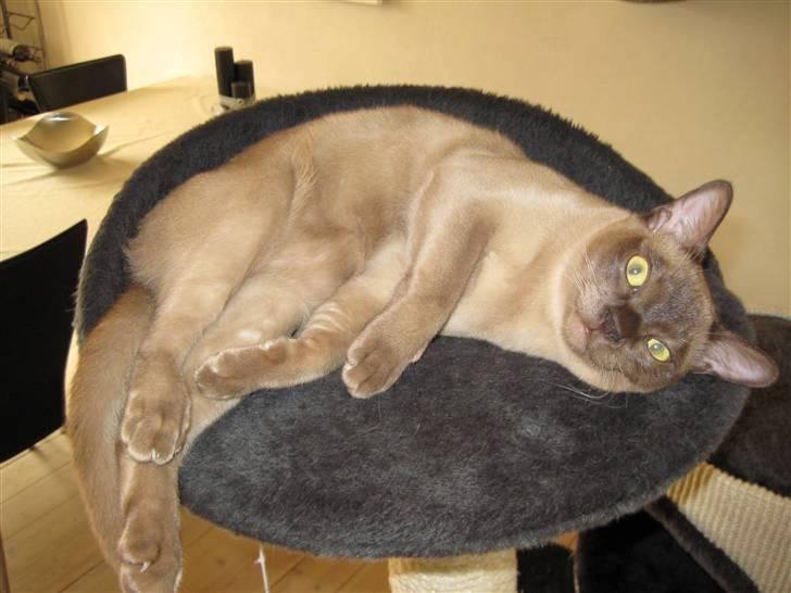 Burmeser Y- Vega of magicat - Vega 9 mdr. gammel billede 8