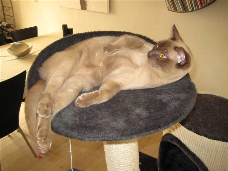 Burmeser Y- Vega of magicat - Vega 9 mdr. gammel billede 9