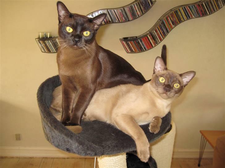 Burmeser Y- Vega of magicat - Se os lige billede 10