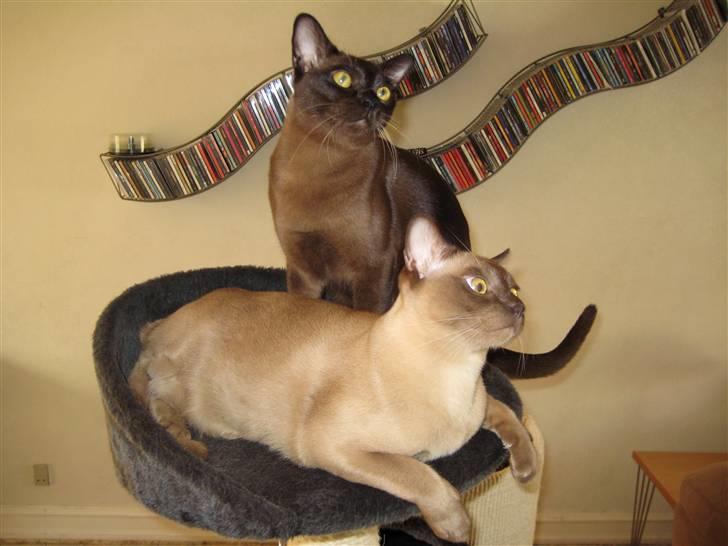 Burmeser Y- Vega of magicat - vi hygger billede 11