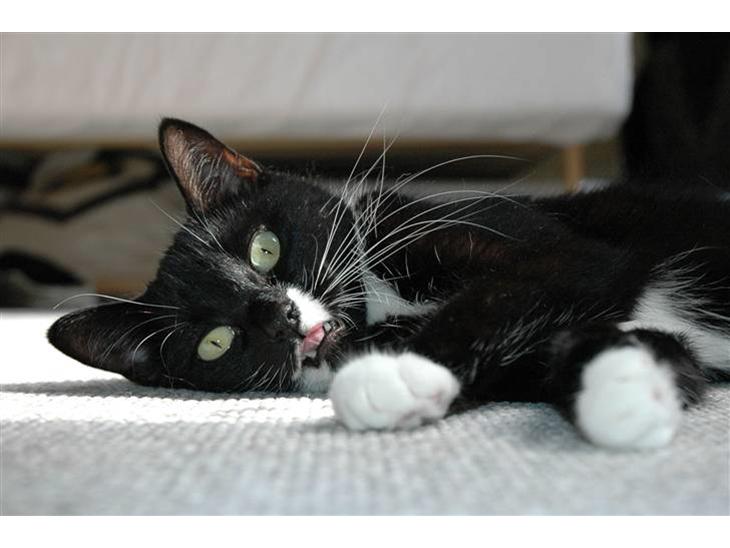 {{currentPhoto.altText}} billede {{currentPhoto.number}}