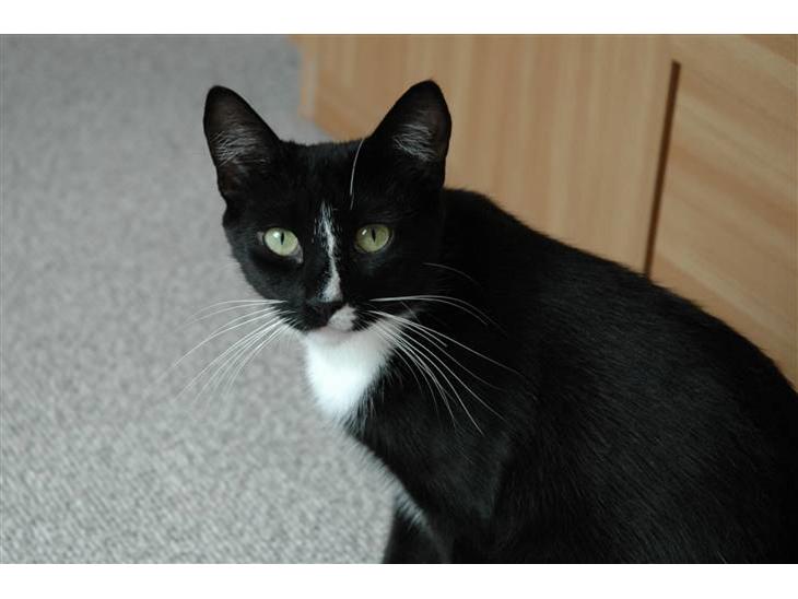 {{currentPhoto.altText}} billede {{currentPhoto.number}}