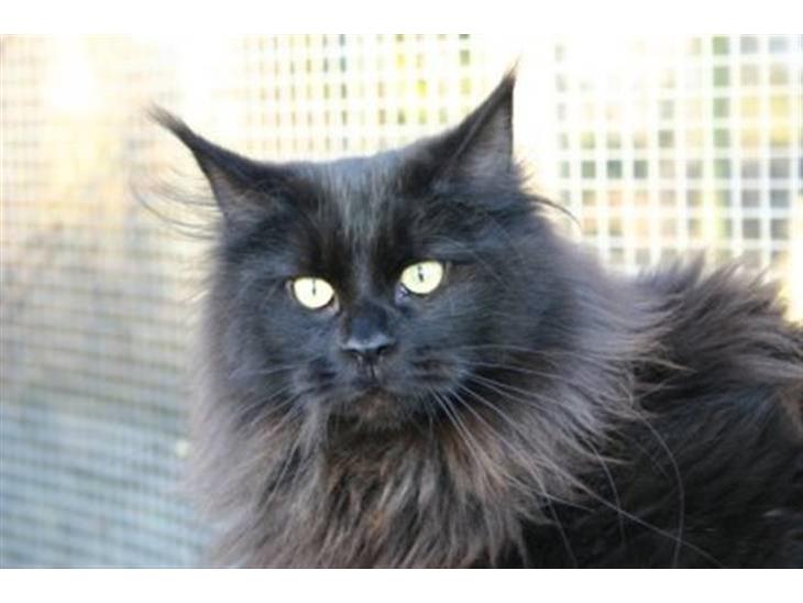 Maine Coon Chilli - Chilli som hun ser ud når hun er flottest... billede 1