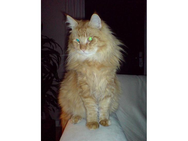Maine Coon Victor - er jeg ikke bare for lækker... billede 1