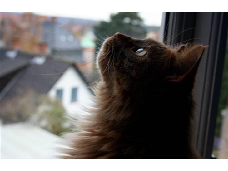 Maine Coon | Jaffe - Søde Jaffe  billede 1