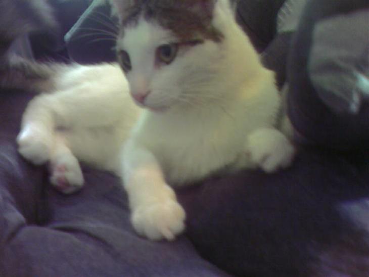 {{currentPhoto.altText}} billede {{currentPhoto.number}}