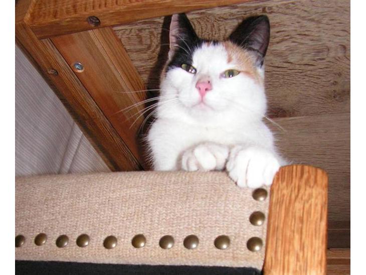 {{currentPhoto.altText}} billede {{currentPhoto.number}}