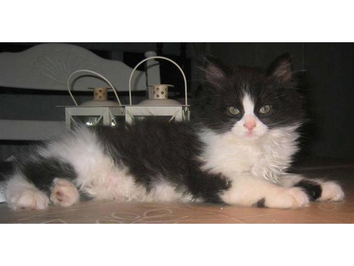 {{currentPhoto.altText}} billede {{currentPhoto.number}}