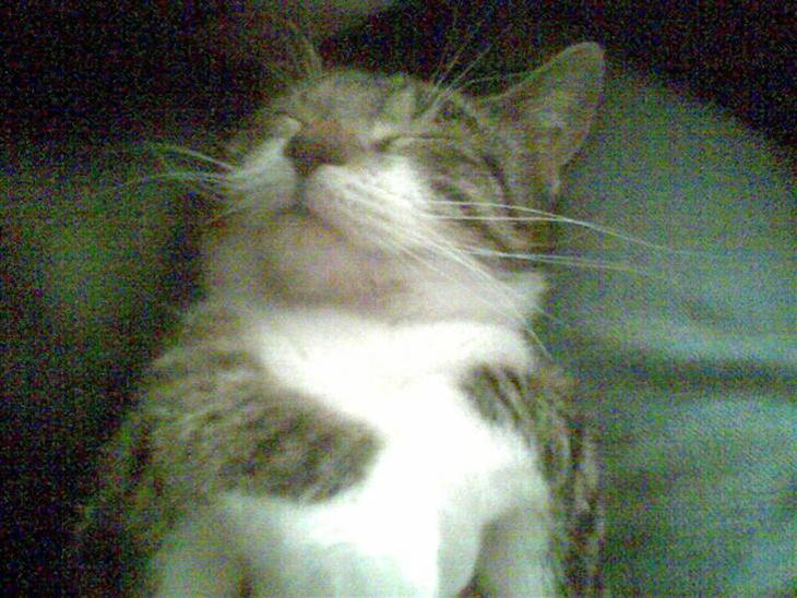 {{currentPhoto.altText}} billede {{currentPhoto.number}}