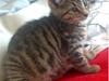 Huskat Nellie Patulny Hovmand