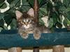 Maine Coon Cooni