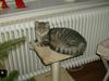 Huskat Mizzi