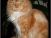 Maine Coon DK Thessen Rosita [ Himmelkat]