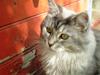 Maine Coon Simba