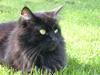 Maine Coon Mia R.I.P [ Himmelkat]