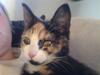 Huskat missen ( speedi )