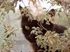 Maine Coon Bella R.I.P  [ Himmelkat]