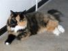Sibirisk Kat D Henna vom gelben Haus