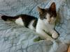 Blanding af racer R.I.P Mille min lille skat, du vil savnes