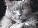 Maine Coon PR Pitho Enigma