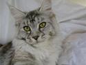 Maine Coon Aquileia P