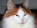 Norsk Skovkat Carisma Cat's Beauty Que