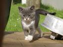 Huskat Bette Mus