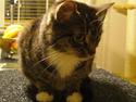 Huskat Bette (R.I.P.)
