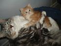 Maine Coon phlox R.I.P