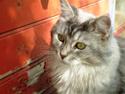 Maine Coon Simba